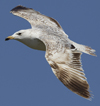 Larus armenicus